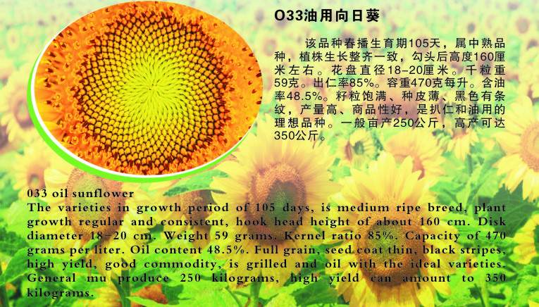 033油田同向日葵