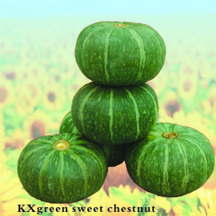 绿甜栗南瓜