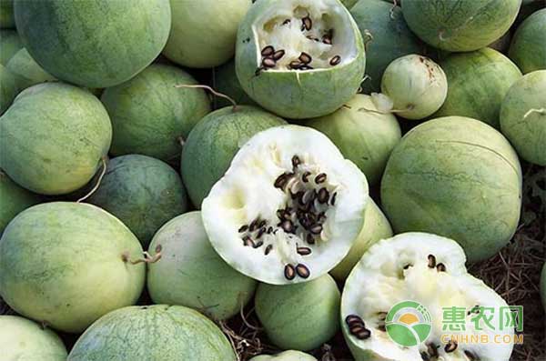 打瓜子怎么种？打瓜高产栽培技术
