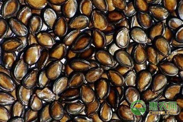 打瓜子怎么种？打瓜高产栽培技术