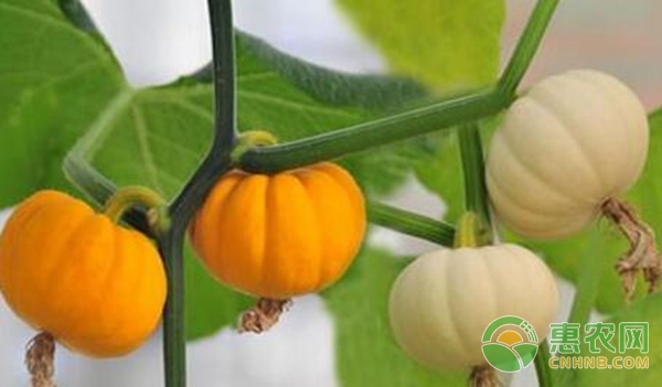 南瓜科学施肥技术要点 南瓜科学施肥技术要点