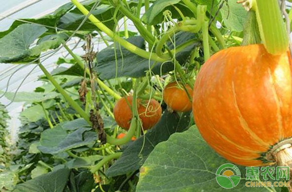 南瓜科学施肥技术要点 南瓜科学施肥技术要点