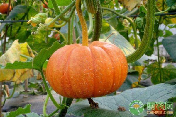 南瓜科学施肥技术要点 南瓜科学施肥技术要点